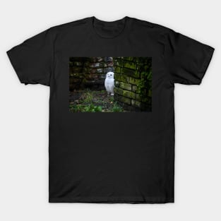 snow owl 1 / Swiss Artwork Photography T-Shirt